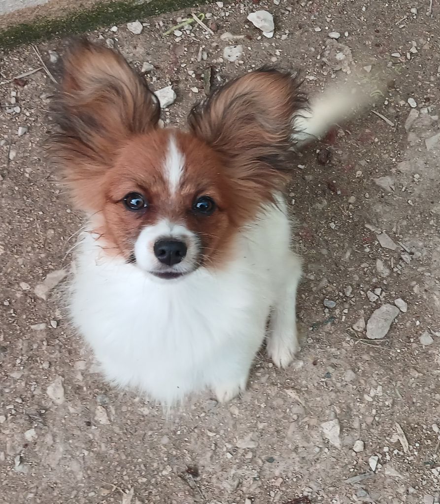 Umea Des Fleurs De Sakura