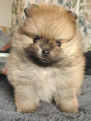 Les chiots de Spitz allemand