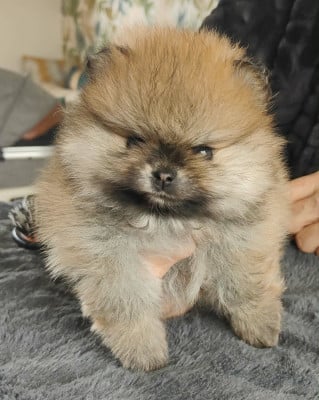 Les chiots de Spitz allemand