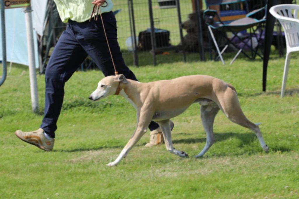CH. Tea time (copro) Du croquet