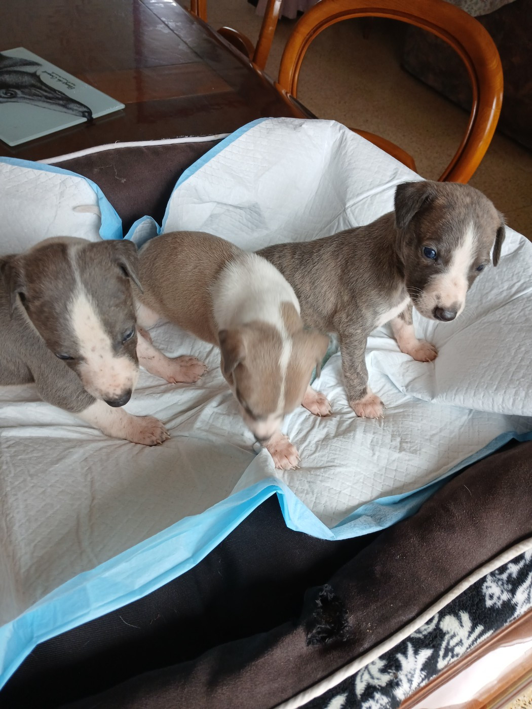 B. - Whippet