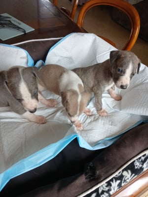 Les chiots de Whippet
