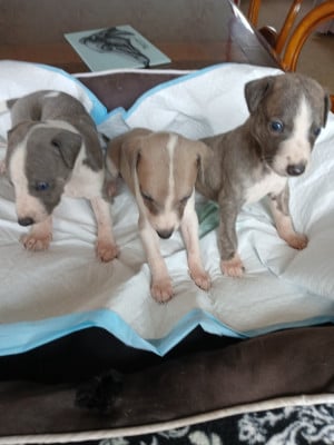 Les chiots de Whippet