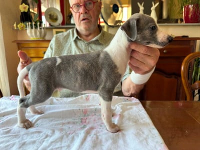 Les chiots de Whippet