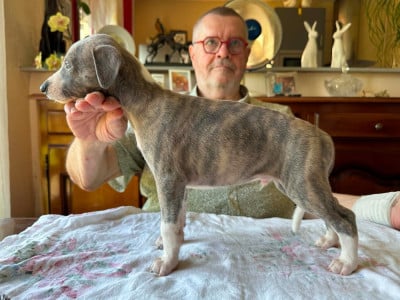 Les chiots de Whippet