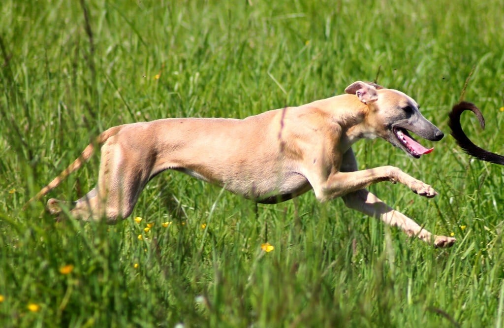 Usalys Du Frison Impérial