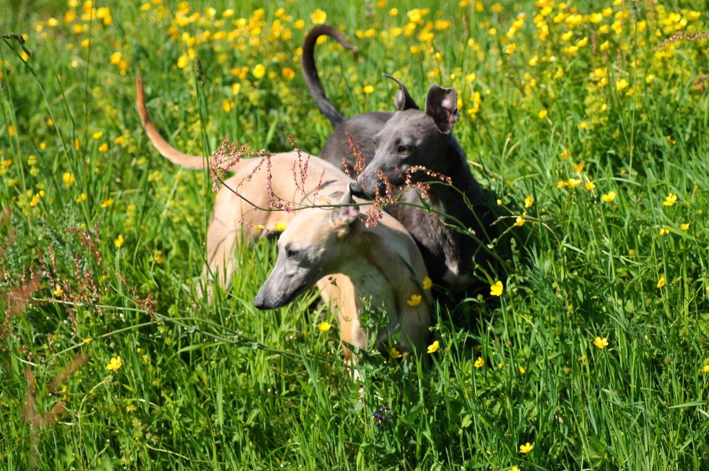 Usalys Du Frison Impérial