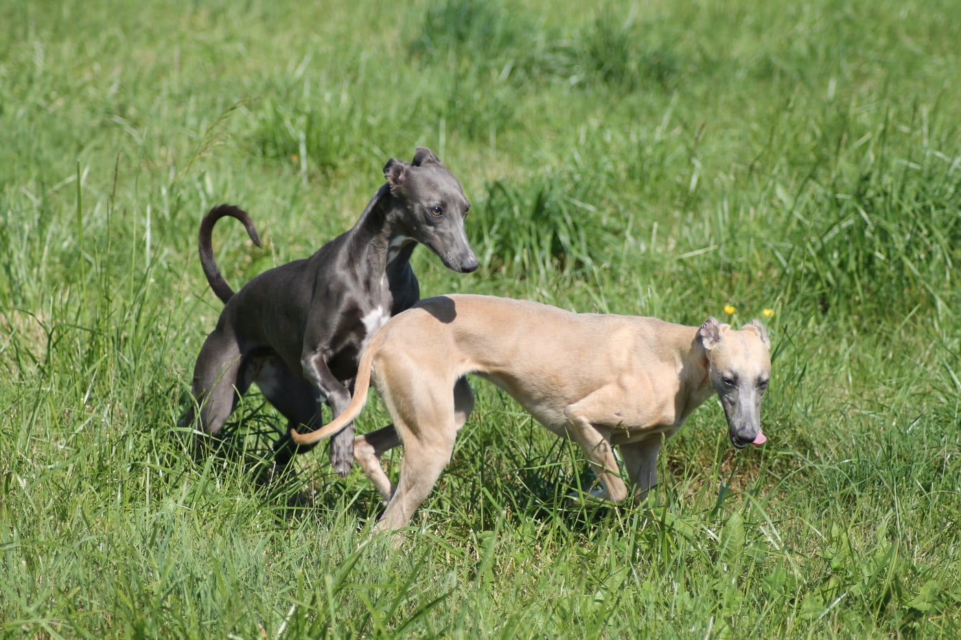 Publication : Du Frison Impérial Auteur : FRISON IMPÉRIAL FRANCE