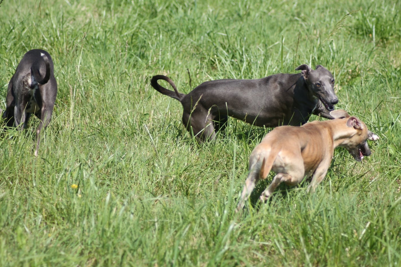 Publication : Du Frison Impérial Auteur : FRISON IMPÉRIAL FRANCE