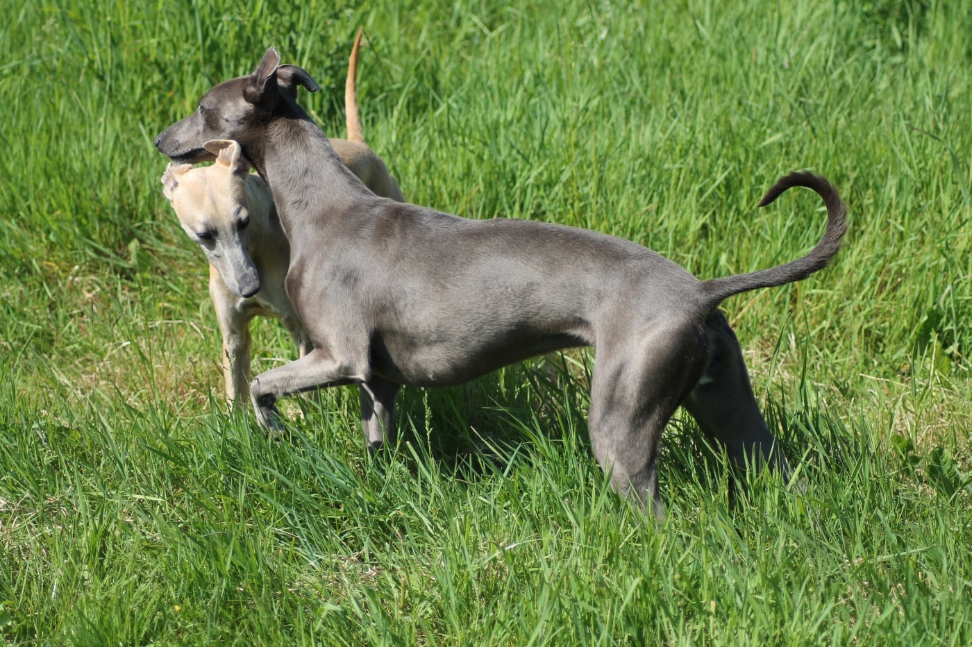 Publication : Du Frison Impérial Auteur : FRISON IMPÉRIAL FRANCE