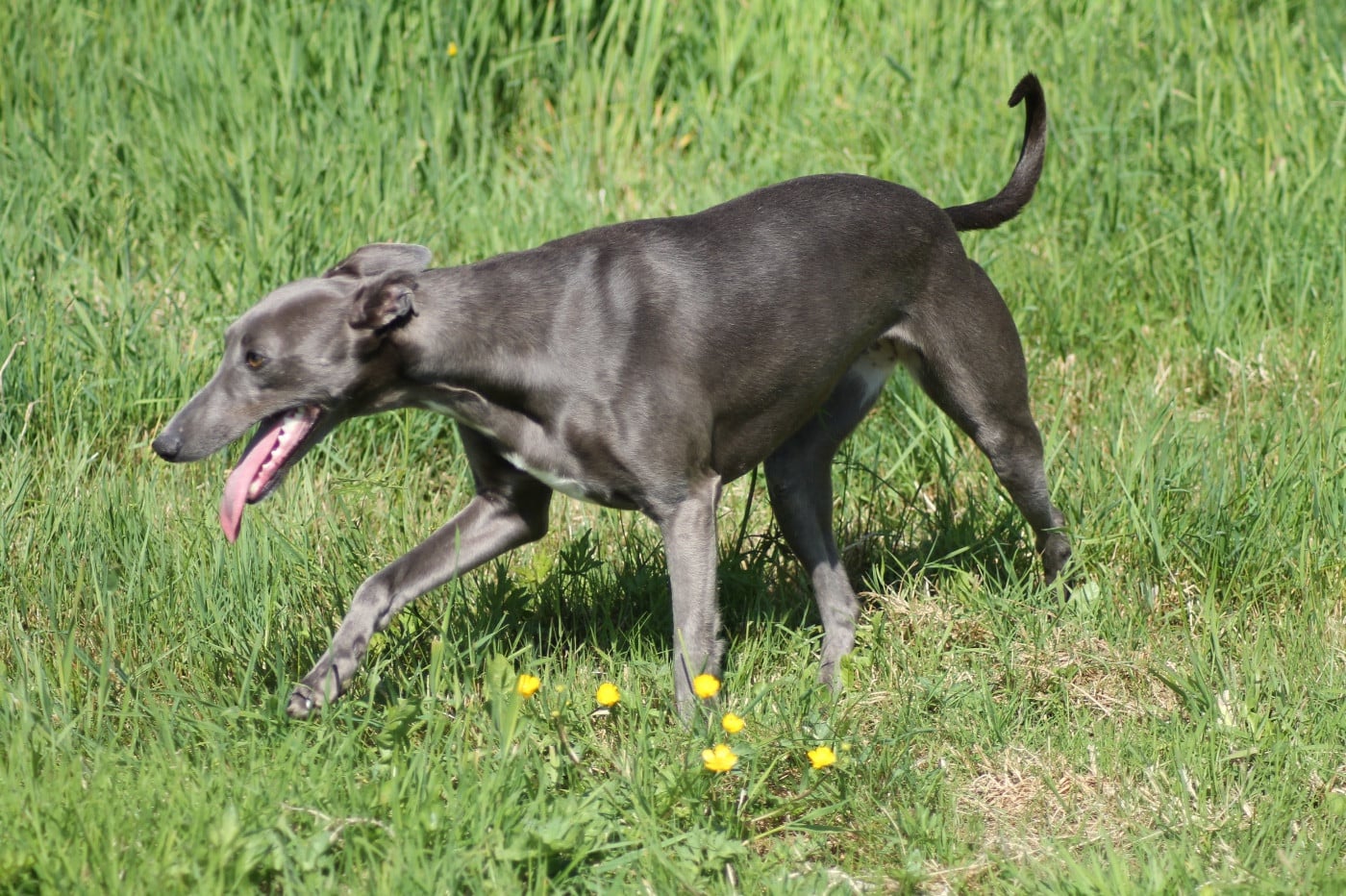 Publication : Du Frison Impérial Auteur : FRISON IMPÉRIAL FRANCE