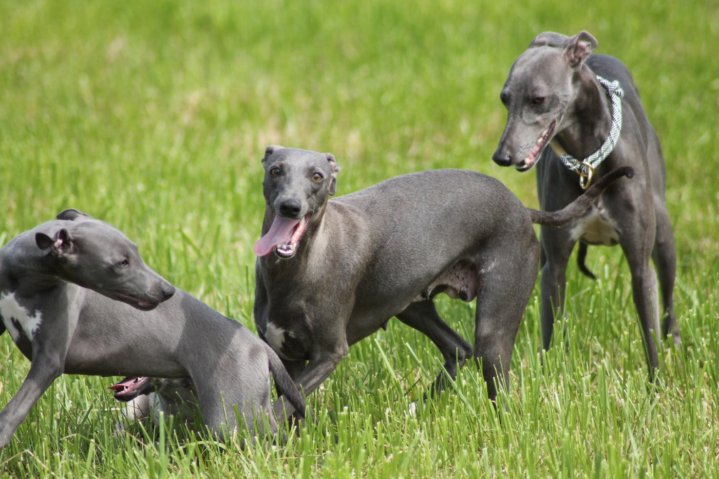 Undra Du Frison Impérial