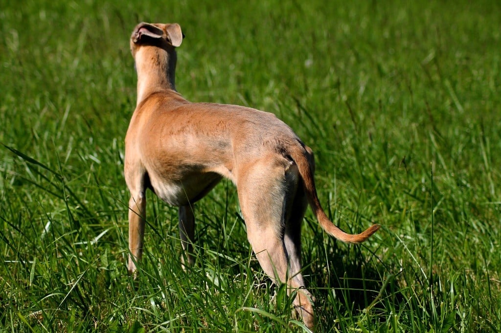 Usalys Du Frison Impérial