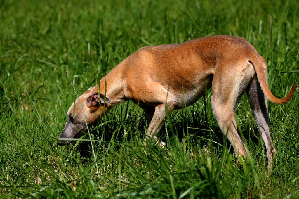 Usalys Du Frison Impérial