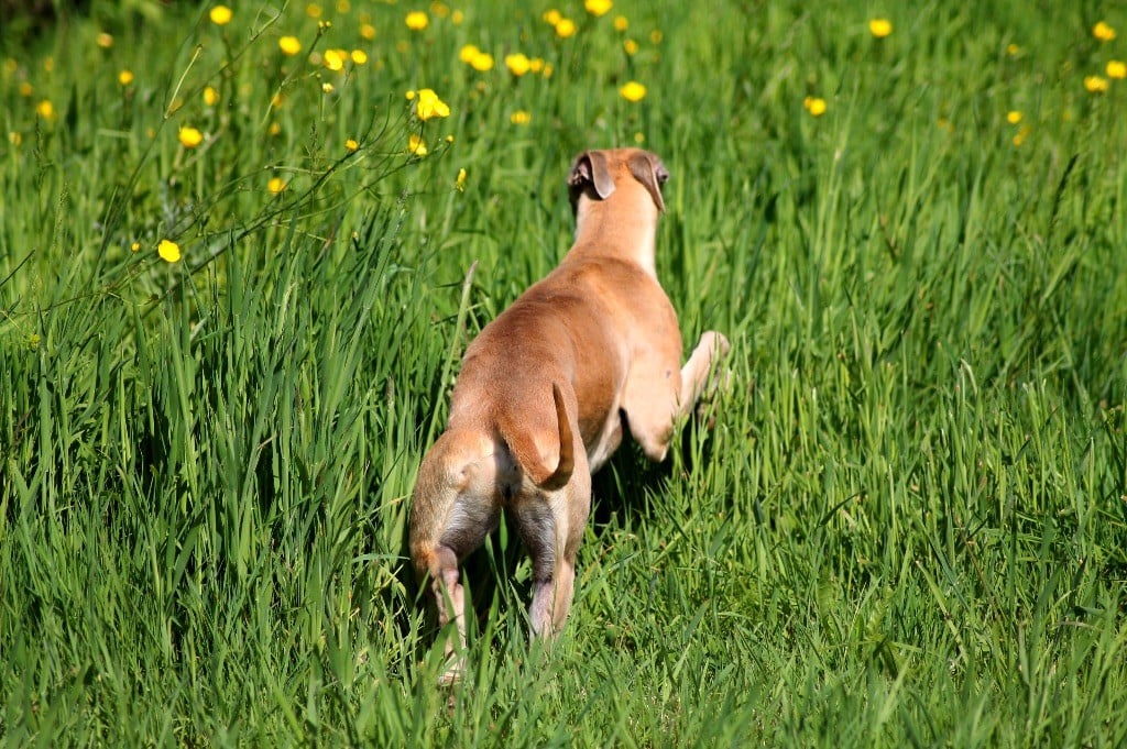 Usalys Du Frison Impérial
