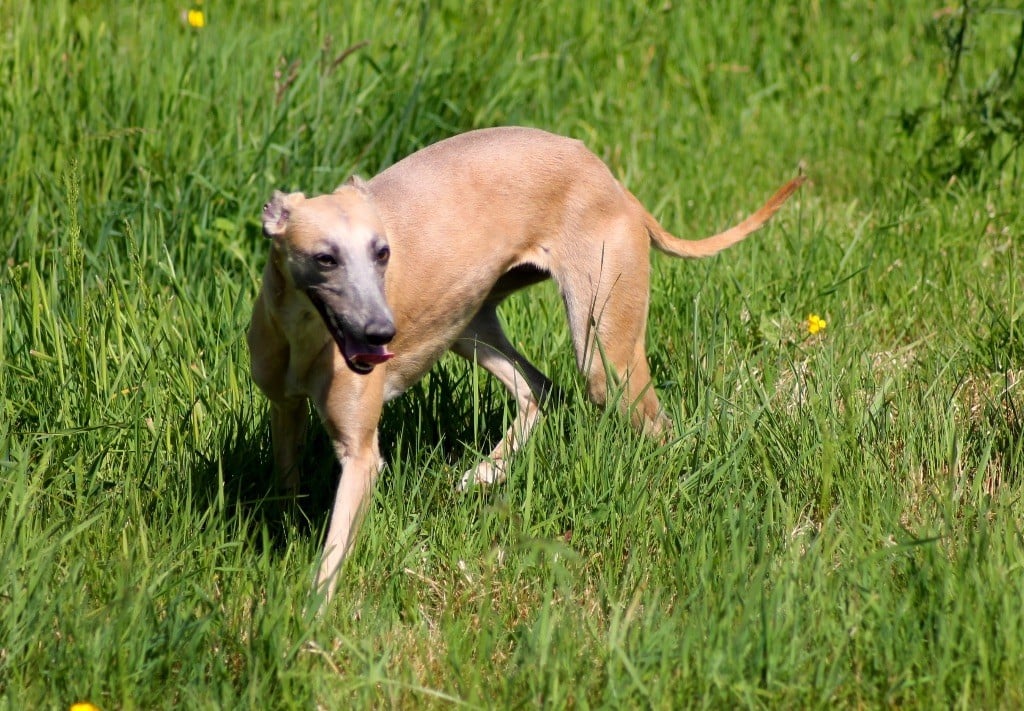 Usalys Du Frison Impérial