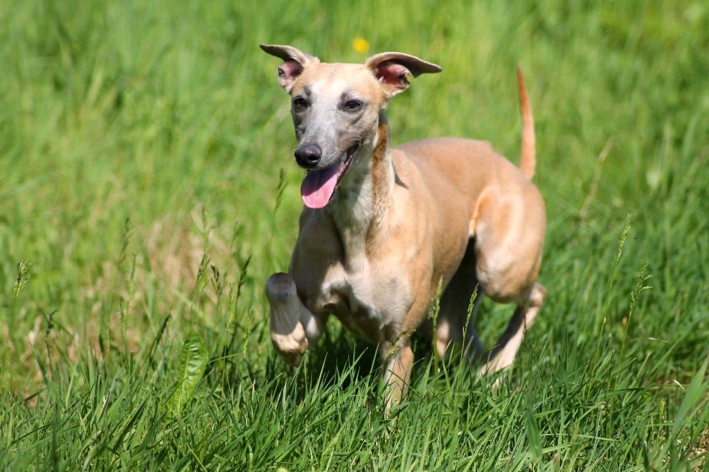 Usalys Du Frison Impérial