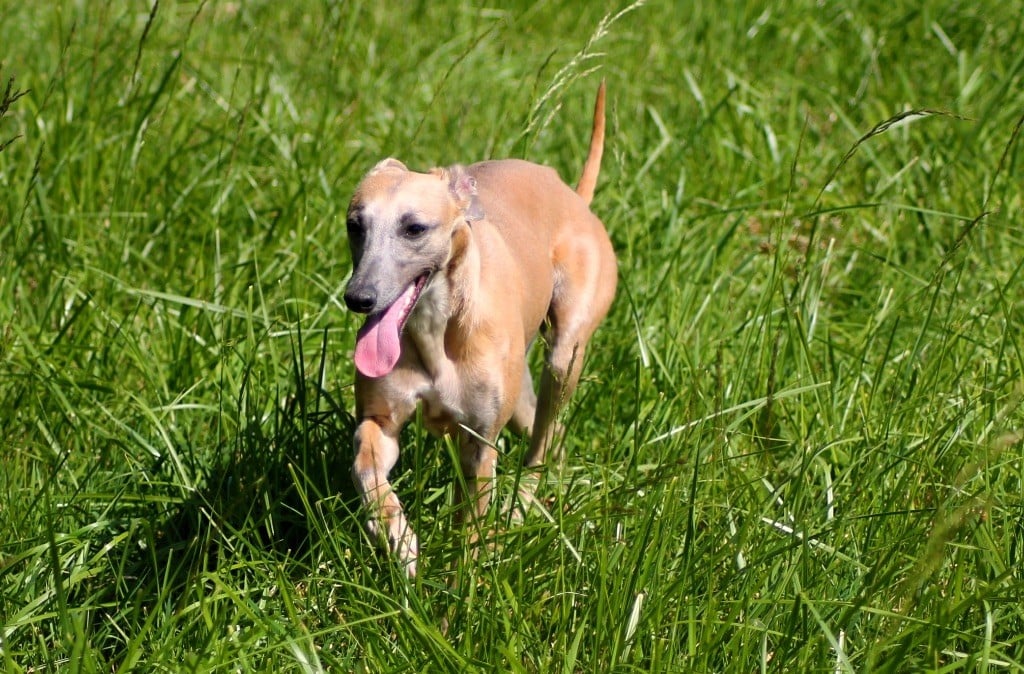 Usalys Du Frison Impérial