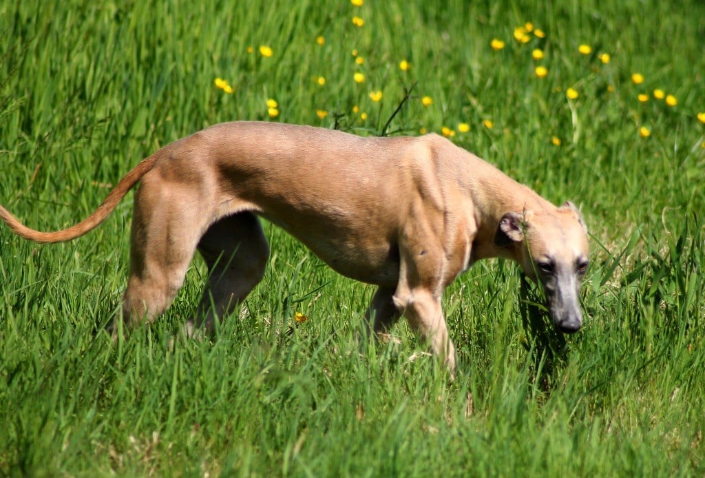 Usalys Du Frison Impérial