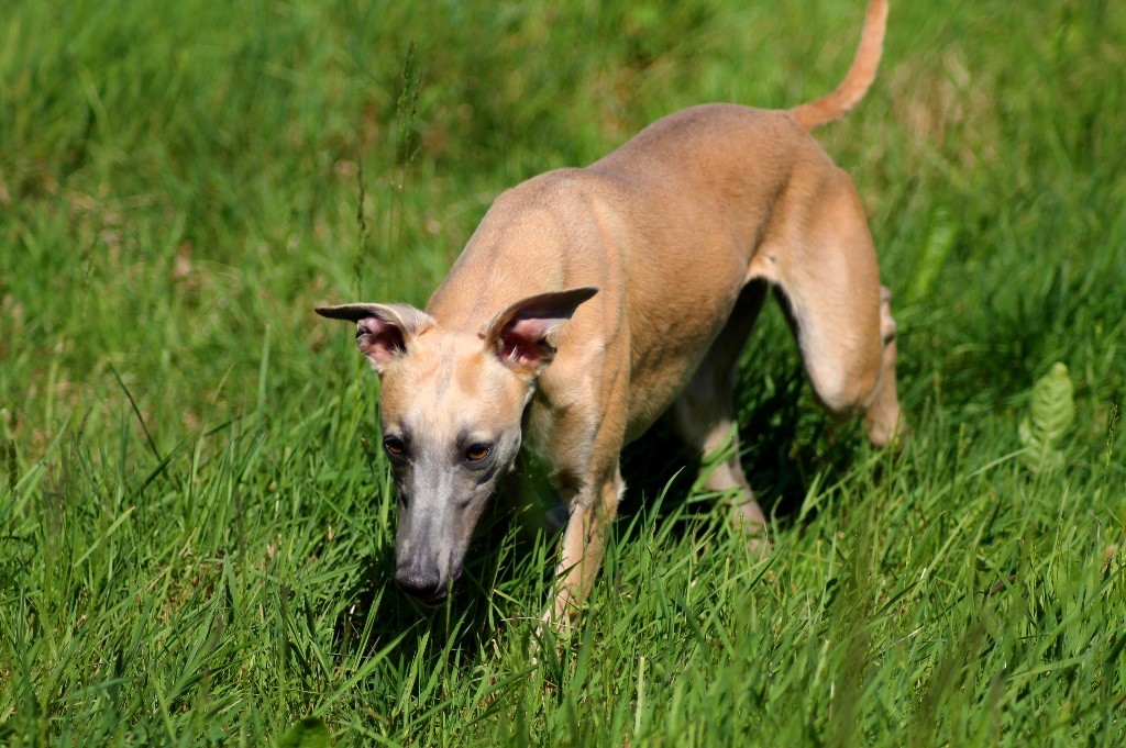 Usalys Du Frison Impérial