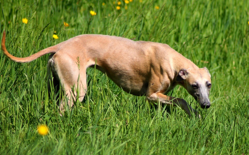 Usalys Du Frison Impérial