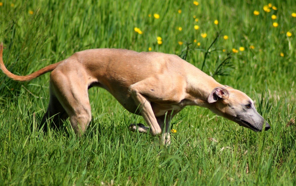 Usalys Du Frison Impérial