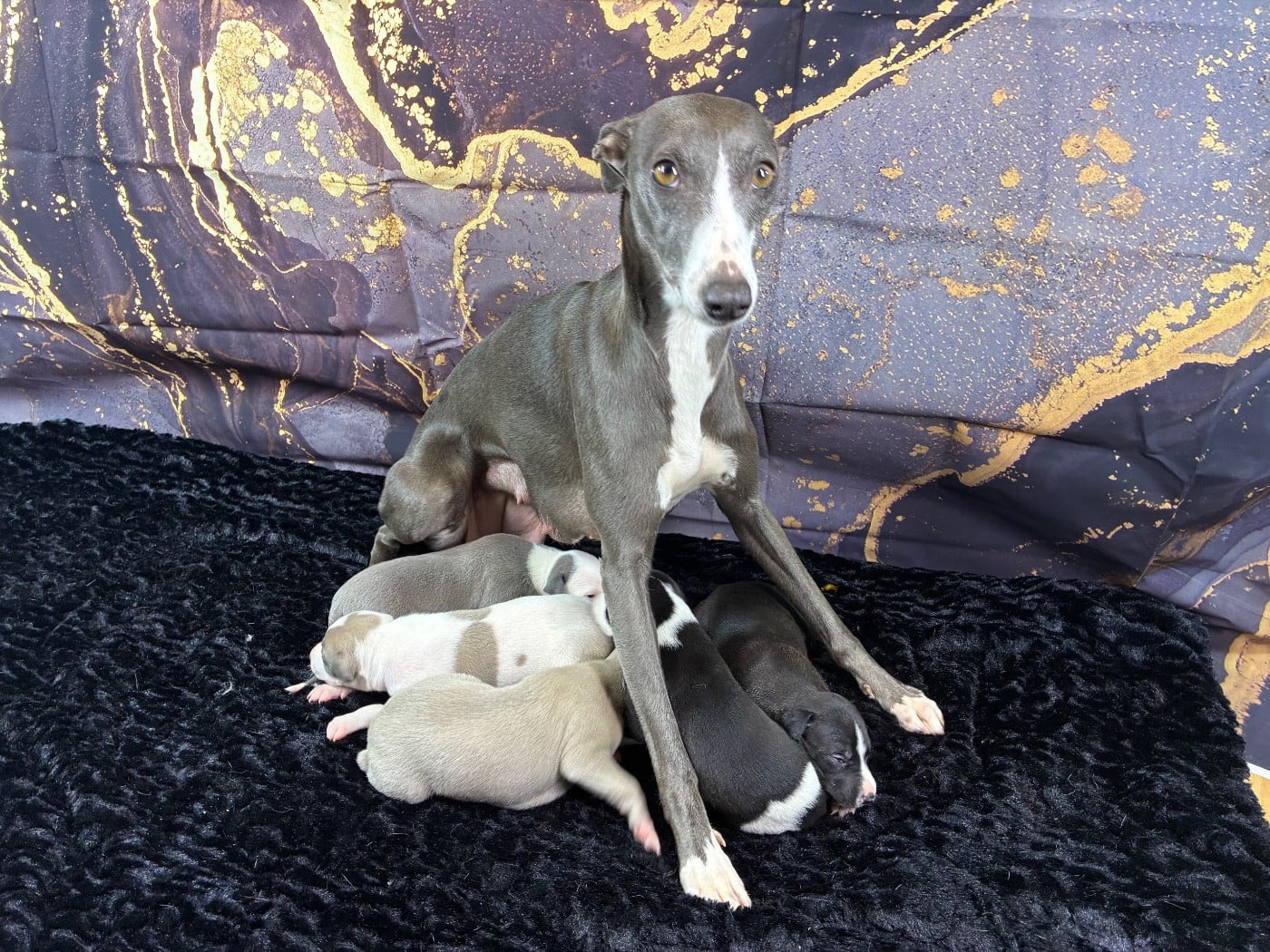 Whippet - Du Frison Impérial