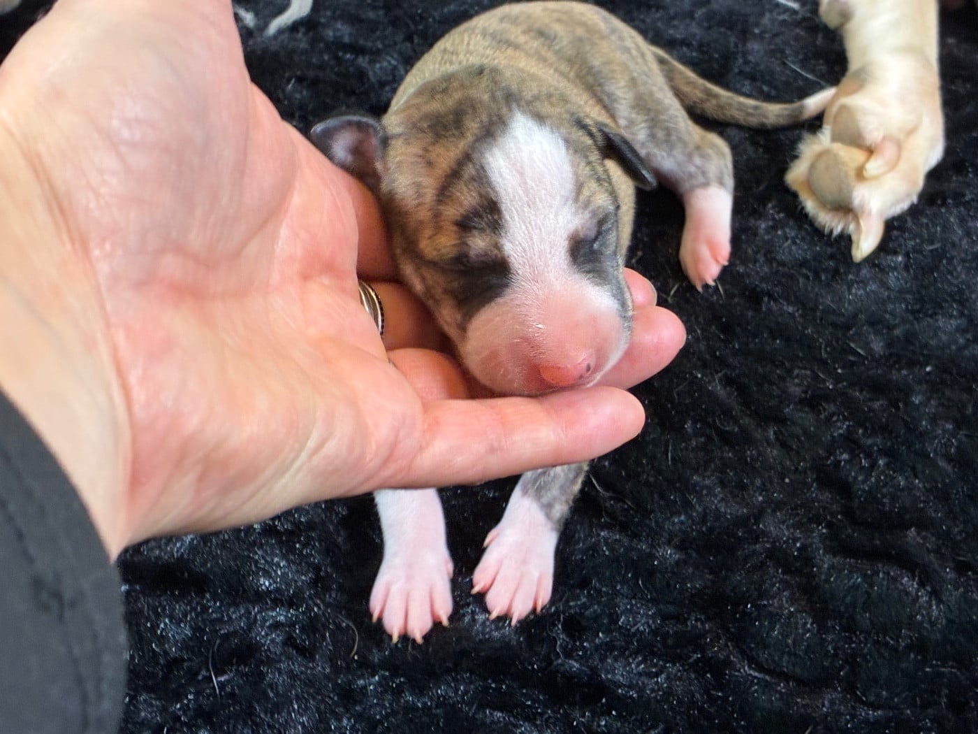 FEMELLE SABLE BRINGE NOIR