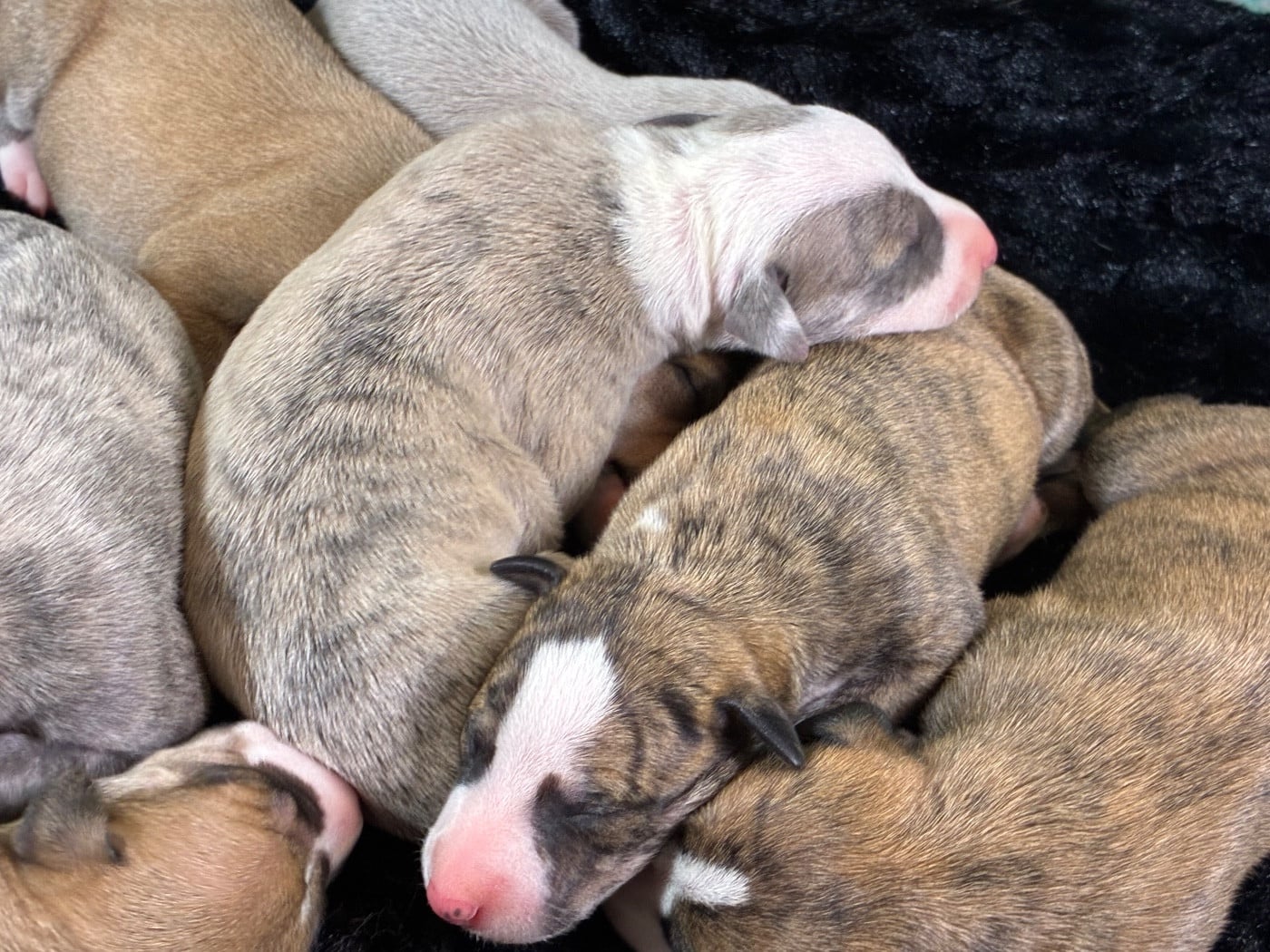 FEMELLE SABLE BRINGE NOIR