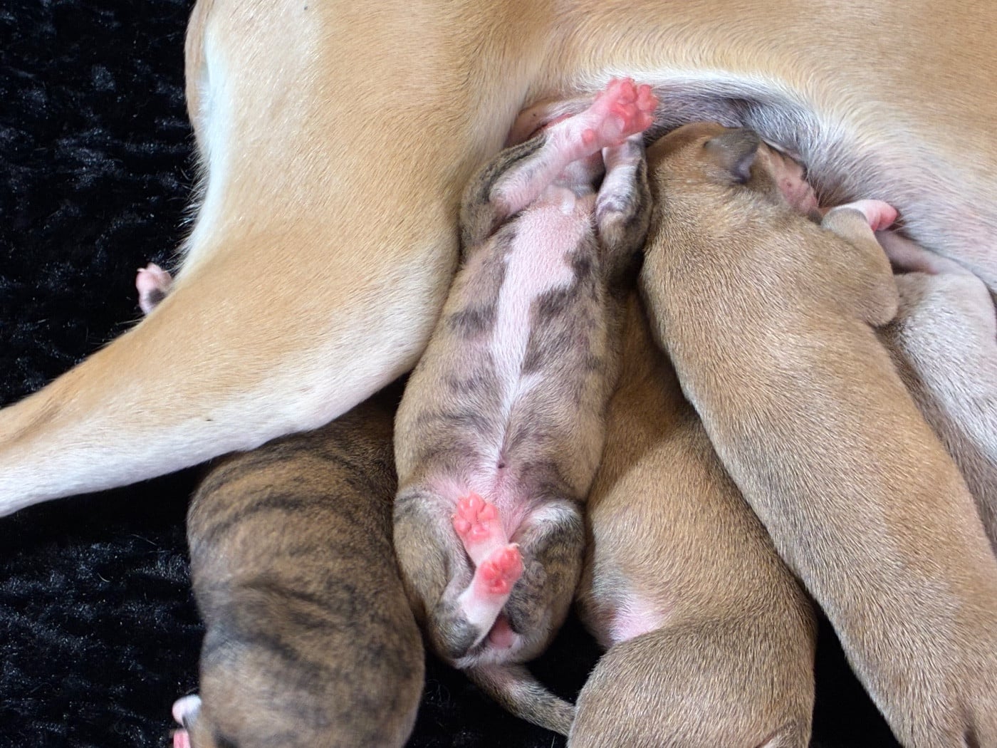 FEMELLE SABLE BRINGE NOIR