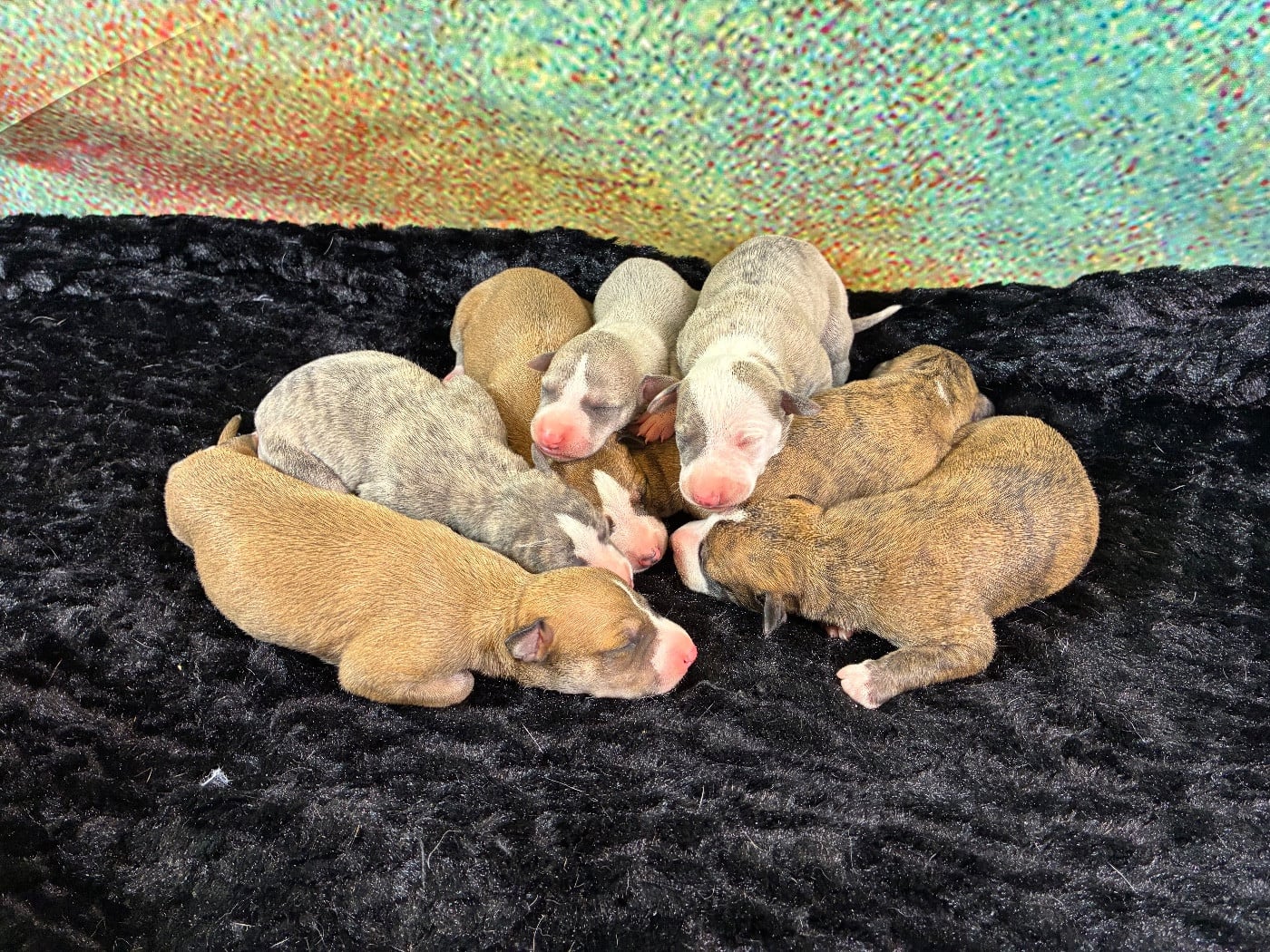 Whippet - Du Frison Impérial