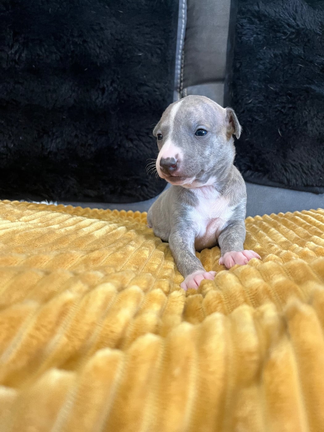 Femelle sable bringé bleu