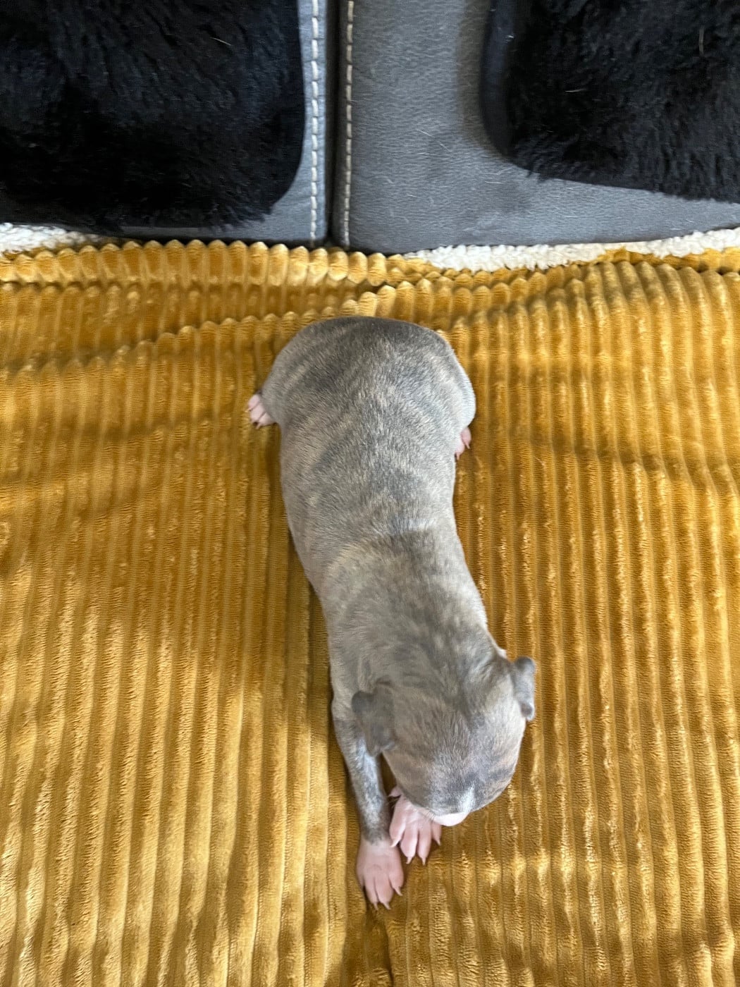 Femelle sable bringé bleu