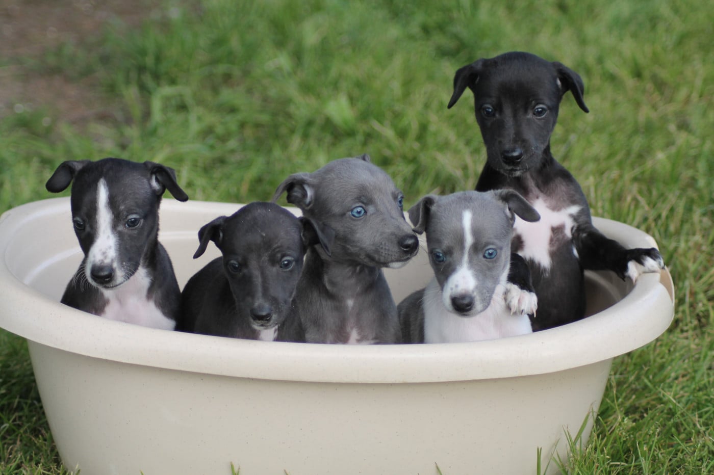 Whippet - Du Frison Impérial