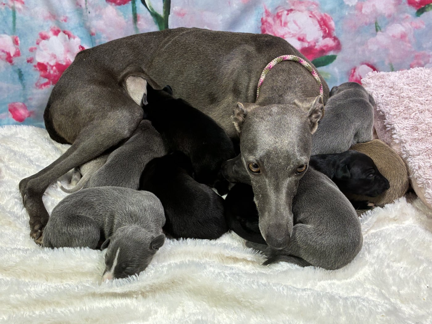 Whippet - Du Frison Impérial