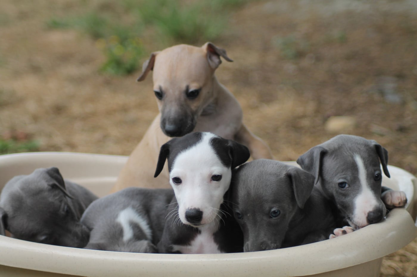 Chiot Whippet