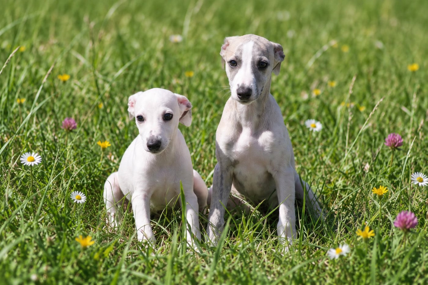 Chiot Whippet