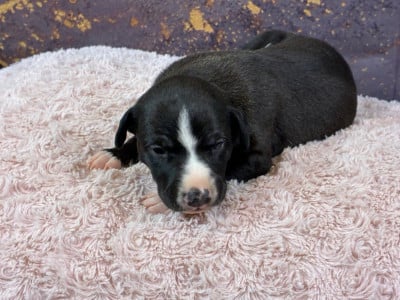 Les chiots de Whippet