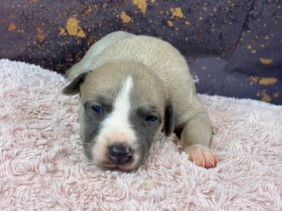 Les chiots de Whippet