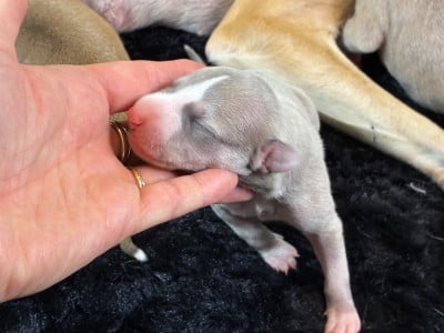 FEMELLE TOURTERELLE - Whippet