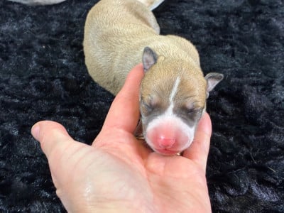MALE SABLE CHARBONNE NOIR - Whippet