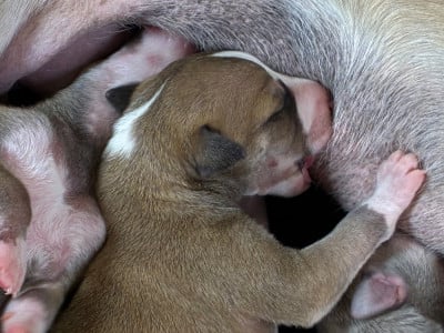FEMELLE SABLE CHARBONNE NOIR - Whippet
