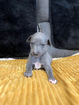 Les chiots de Whippet