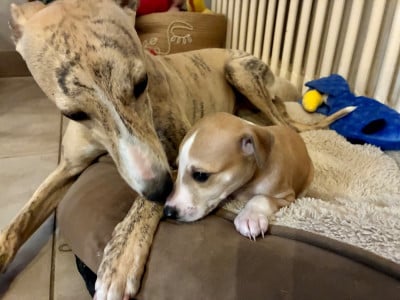 Les chiots de Whippet