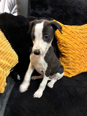 Les chiots de Whippet