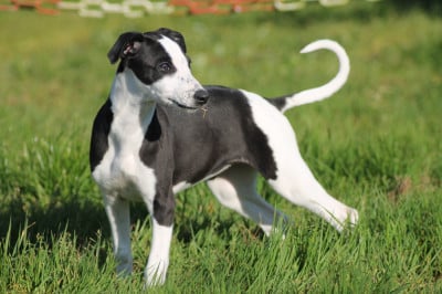 Les chiots de Whippet