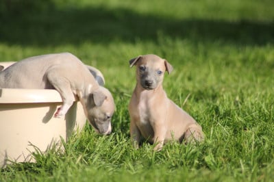 Les chiots de Whippet