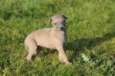 Les chiots de Whippet