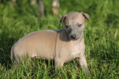 Les chiots de Whippet
