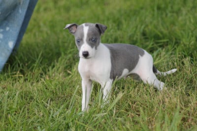 Les chiots de Whippet